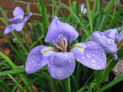 Iris unguicularis - Jardin botanique Henri-Gaussen