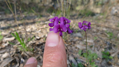 purple pea flower about 13mm across
