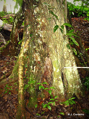 Myrianthus holstii, tree bark