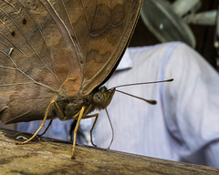 Butterfly, Ba Bể National Park