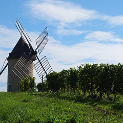 Great weather to harvest grapes! We on the other hand... Chilling by the wind mill!