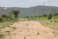 On the way from Harar to Addis (9)