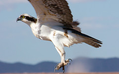 Águila pescadora alzando el vuelo| Osprey taking off