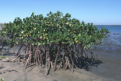 Mangrove on beach at Magdalena Bay in Baja-01
