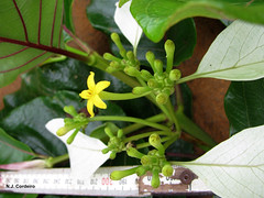 Morinda asteroscepa, flower & leaves