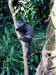 "Blue Monkey", Kakamega forest