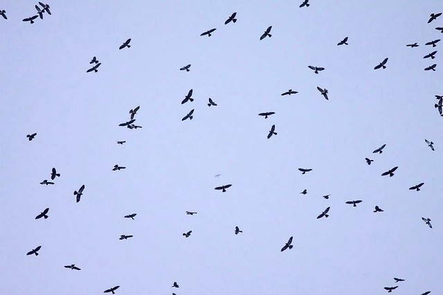 每年春季大批猛禽過境駱駝山鳥況，不輸墾丁和八卦山。圖片來源：高雄鳥會