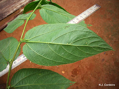 Trema orientalis, underside of leaf