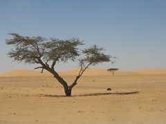 Mauritanian sahara - 2 - 2005-01-30 at 00-21-41