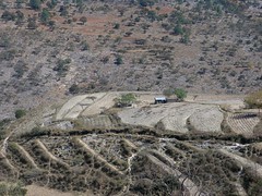 Agricultural fields - Campo de siembra; San Miguel Piedras, Distrito de Nochixtlán, Región Mixteca, Oaxaca, Mexico