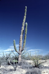 Suguaro cactus on road to Magdalena Bay in Baja 2-1-86