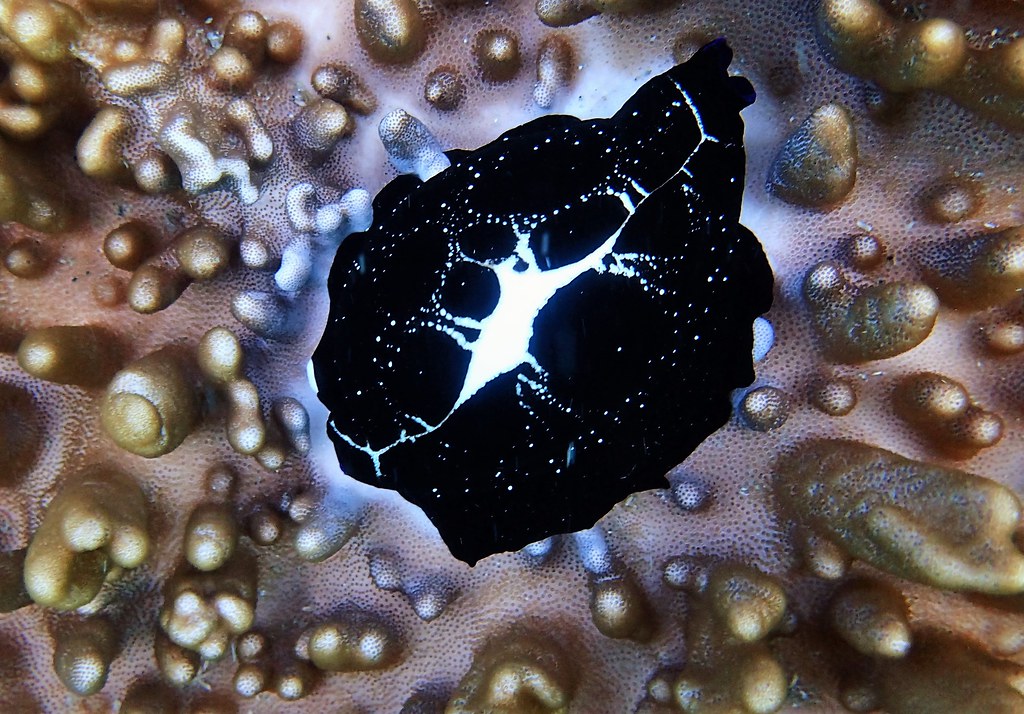 東嶼坪東側正在啃食軟珊瑚的海兔螺。攝影：蕭伊真