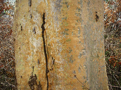 Sterculia appendiculata, tree bark