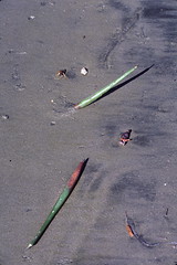 Mangrove seeds on beach at Magdalena Bay in Baja