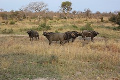 The old buffalo herd