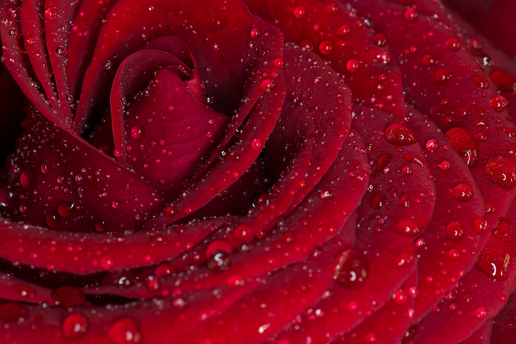 Red Rose Macro Close up with Rain