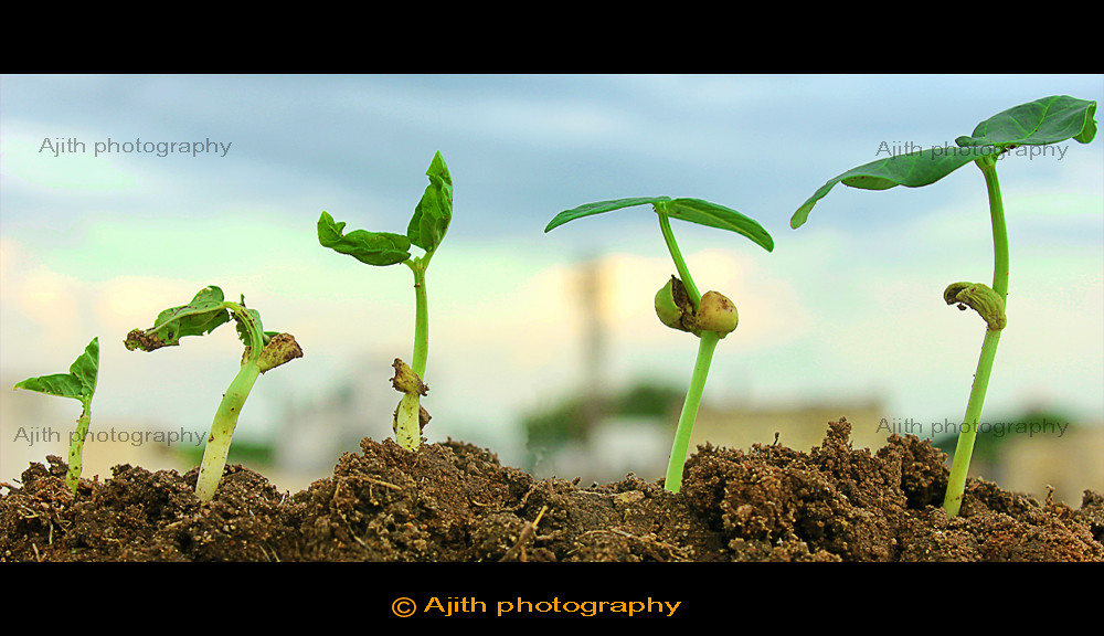 plant growth stages Growth stages of a small plant AJITH ACHUTHAN