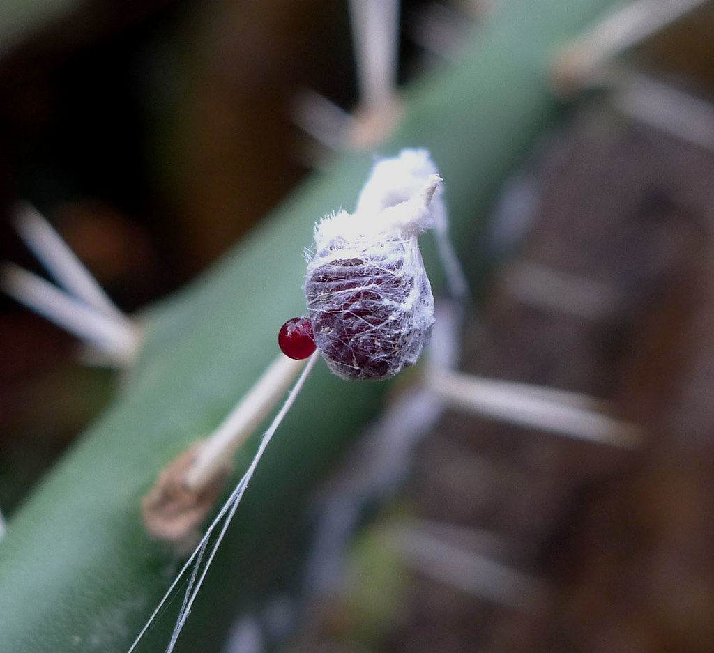 Cochineal Bug larvae. Dactylopius cocchus | Order: Hemiptera… | Flickr