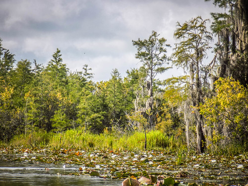 Lowcountry Unfiltered at Okefenokee-241