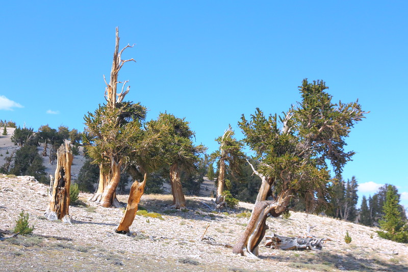IMG_6483 Ancient Bristlecone Pine Forest, Inyo National Forest