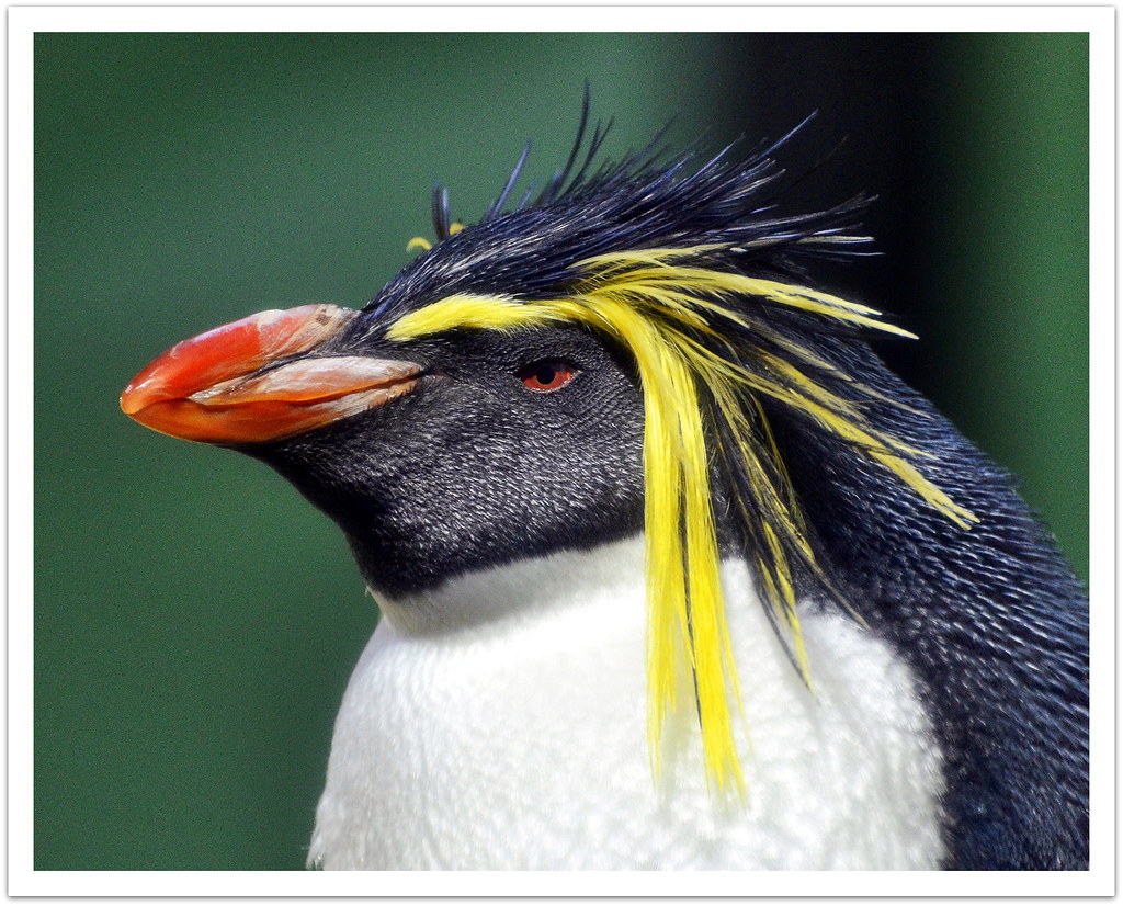 Золотоволосый Пингвин фото. Корона золотоволосого пингвина. Золотоволосый Пингвин фото на белом фоне. Какие красивые золотоволосые пингвины над глазами