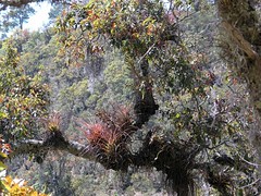 Aerófitos en árboles - aerophytes in trees - probably some type of Tillandsia; cerca de San Juan Diuxi, Región Mixteca, Oaxaca, Mexico