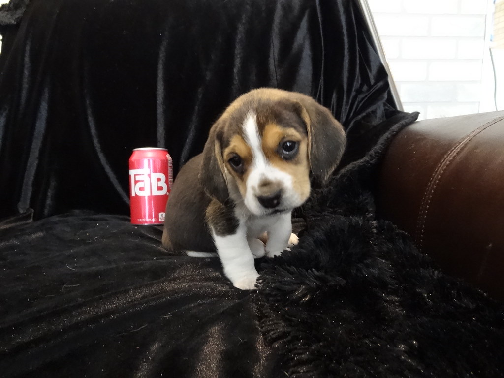 Male Mini Tiny Pocket Beagle Puppy Very Cute For Sale Flickr