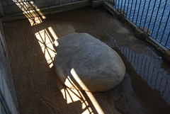 Plymouth Rock!