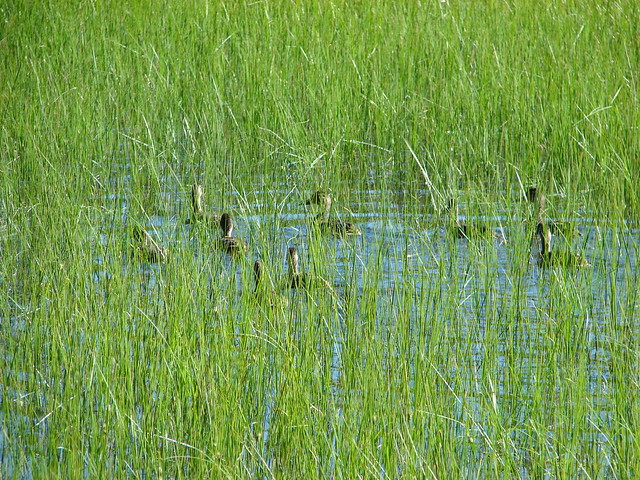 Ducks on a Patjens Lake