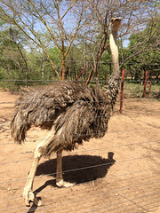 taataa = red-necked ostrich