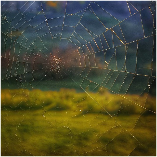 I believe in kindness. Also in mischief. Also in singing, especially when singing is not necessarily prescribed. -- Mary Oliver #celebrationseptember #spiderweb #web #fall2016 #falliscoming #fallishere #fallcolours #fallcolors #spider #autumn #patiotime