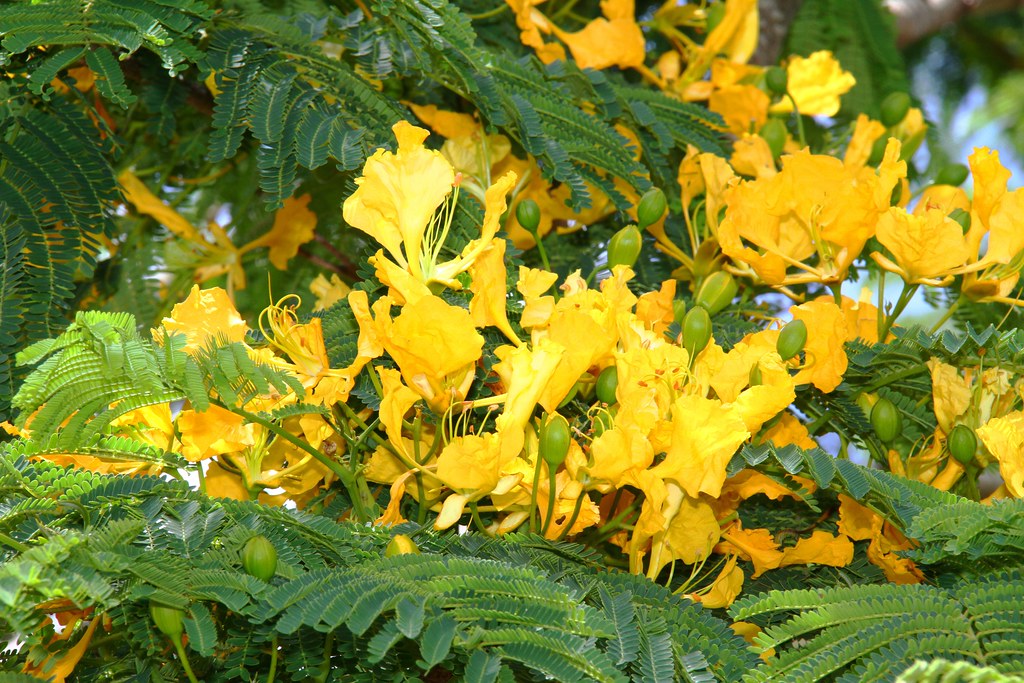 Delonix regia - yellow form | A rarely grown yellow ...