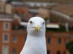 Gull at the top of the Palatine Hill