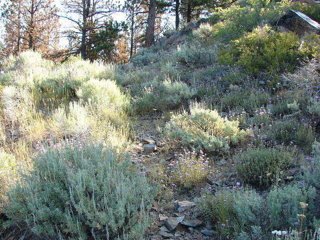 wildflowers on Pine Mountain