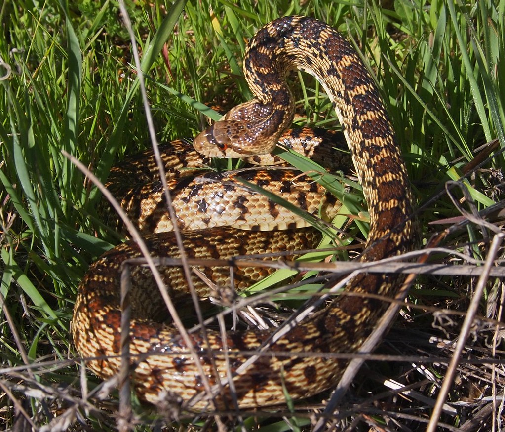 Pacific Gopher Snake, Pituophis Catenifer Catenifer | Flickr