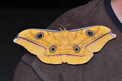 Saturniid moth (Antheraea celebensis) on shoulder of Arthur Anker