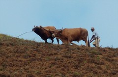 Arrando con la yunta - plowing with oxen; cerca de San Miguel Talea de Castro, Districto Villa Alta, Región Sierra Juárez, Oaxaca, Mexico
