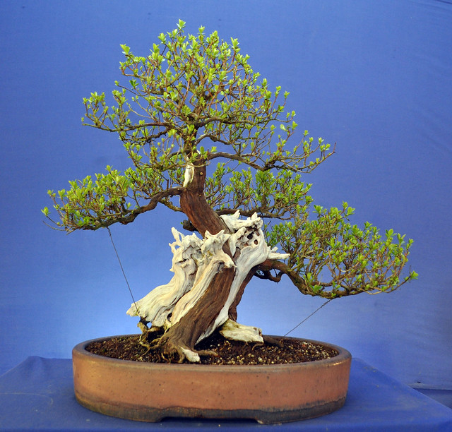 Escallonia Progression 2001 to Present day | Bonsai Eejit