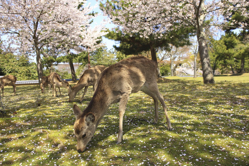 Don't let that deer eat up Victreebel by mistake! (Image credit: Shutterstock)