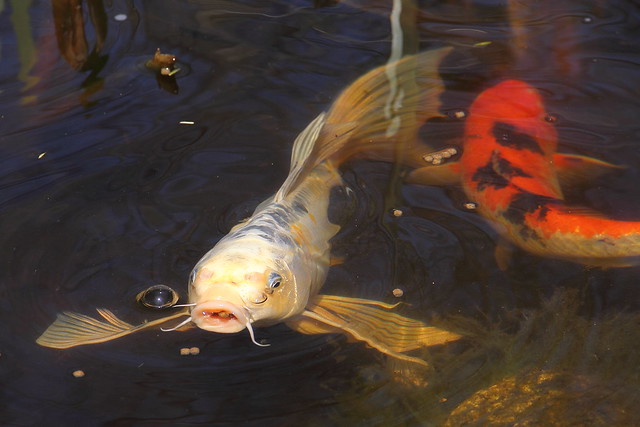 Platinum Butterfly Koi Eating | Flickr - Photo Sharing!