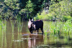 Moose keep alert while in the creek