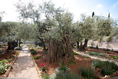 IL09 2002 Ancient Olive Trees, Mount of Olives, Jerusalem ירושלים