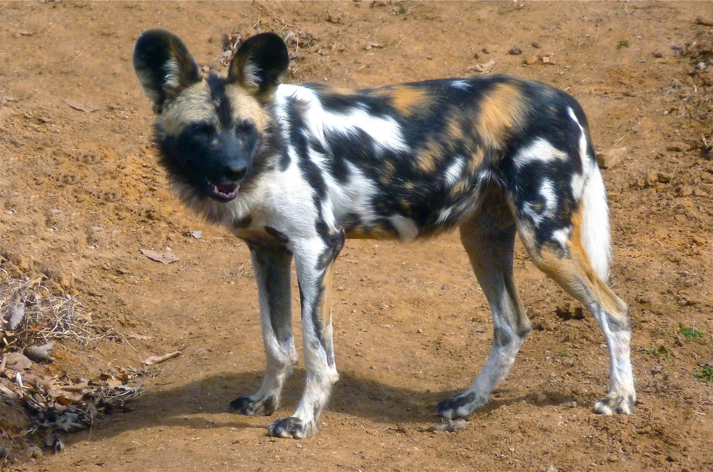 African Painted Dog | Listed as an endangered species by IUC… | Flickr