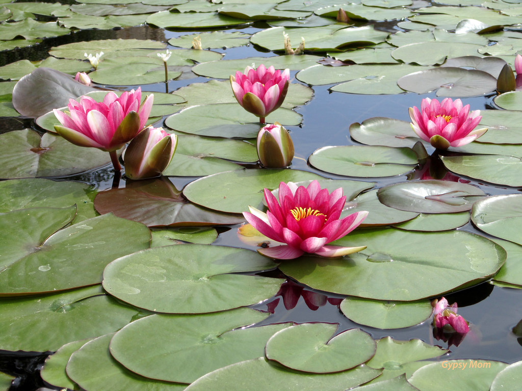 water-lily-at-mission-san-juan-capistrano-trudi-crookshanks-flickr