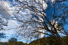 Blue Sky Through Tree