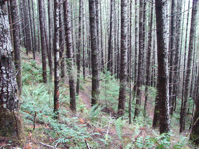 Forest in the Alsea Falls Recreation Area