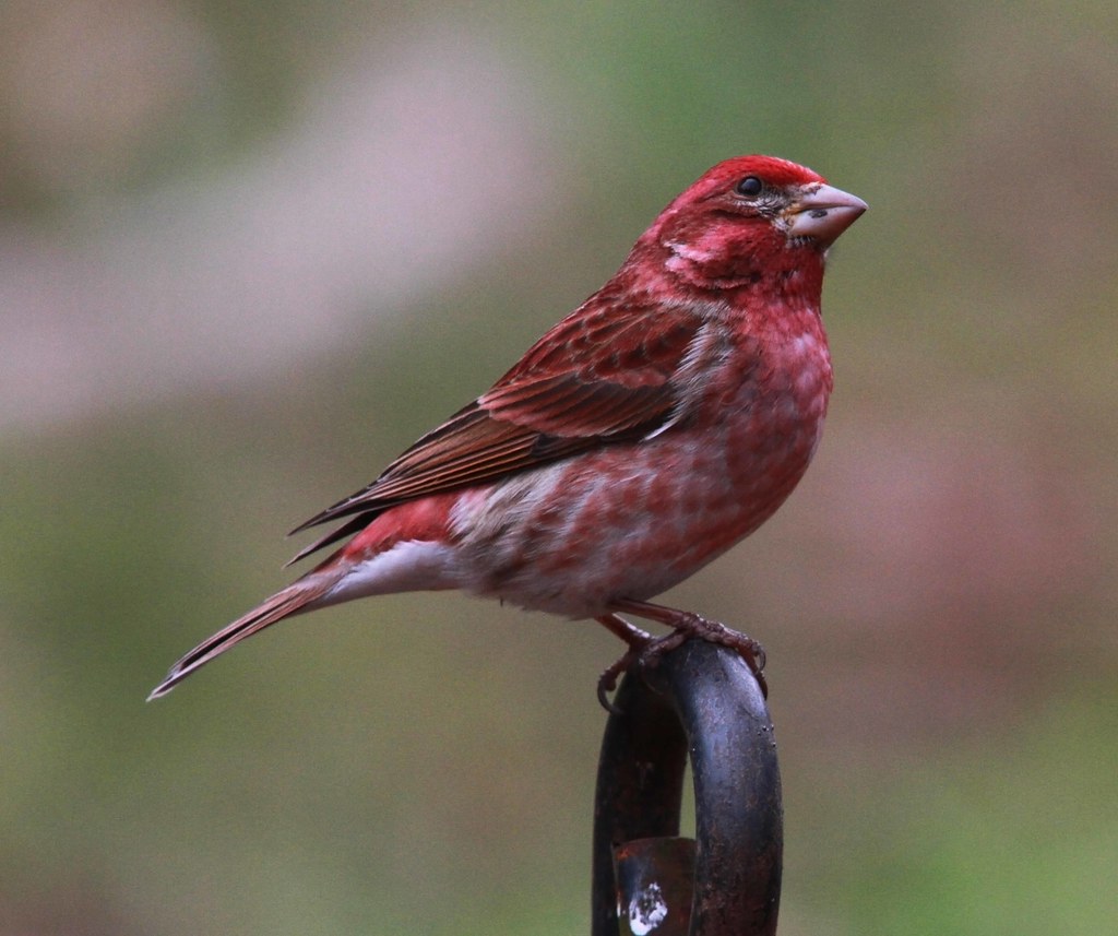 Purple Finch | One of the several finches on the grounds ...