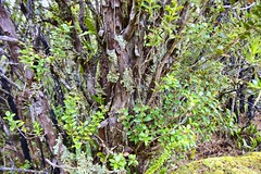 Myrsine shrub, with lichen.
