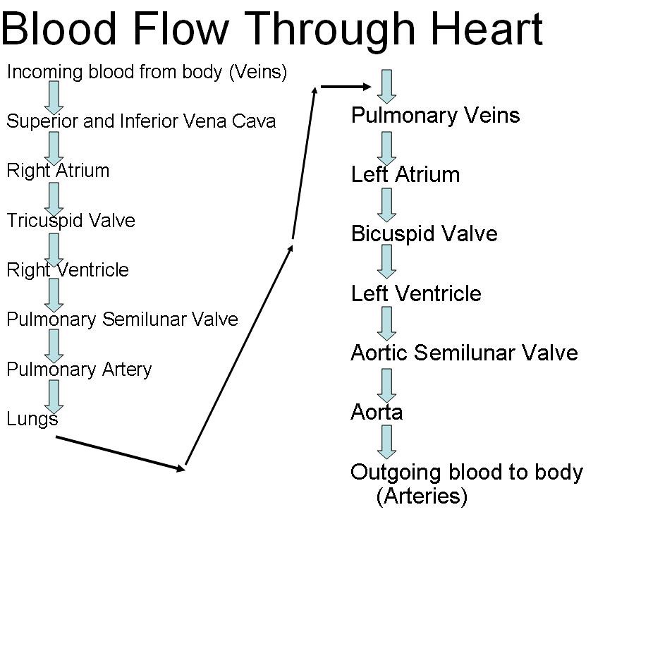 Blood Flow Through the Heart | timothyakeller | Flickr