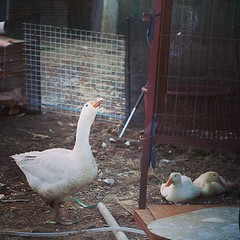 집에서 거위랑 오리를 키운다고 하면 대부분 믿지 않는다. 하긴 나도 처음엔 믿지 않았으니까...;;;; #goose #duck #birds #livestock #myhome